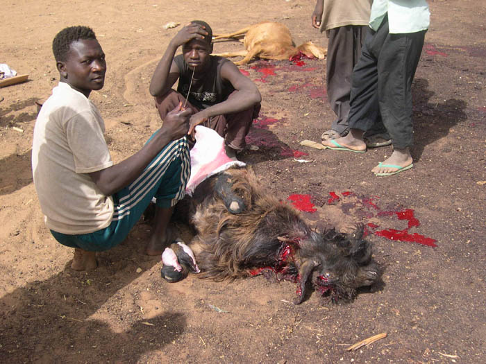 Slaughtering the sheep.Simsim camp.Darfur700w.jpg